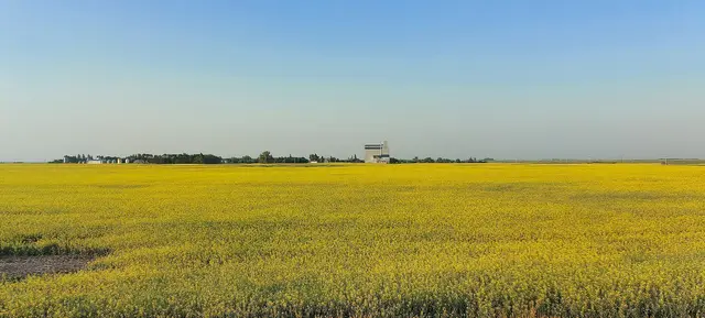 Antler across a canola field
